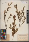 Foto von Salix aurita L. x Salix myrtilloides L.